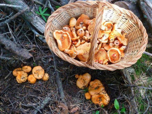 Can Triadu Кампродон Екстериор снимка